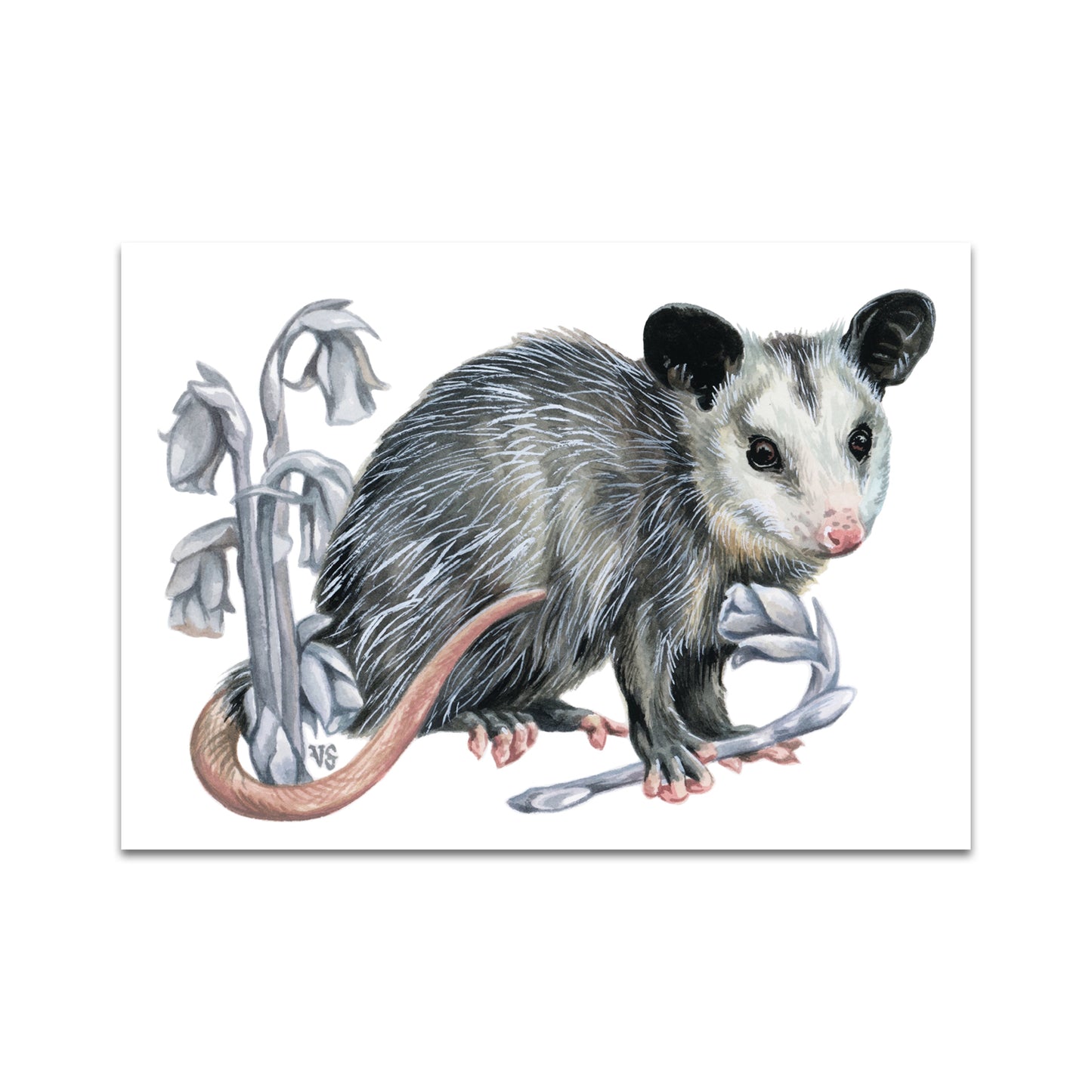 P10 - Veronica Steiner Postcard 1