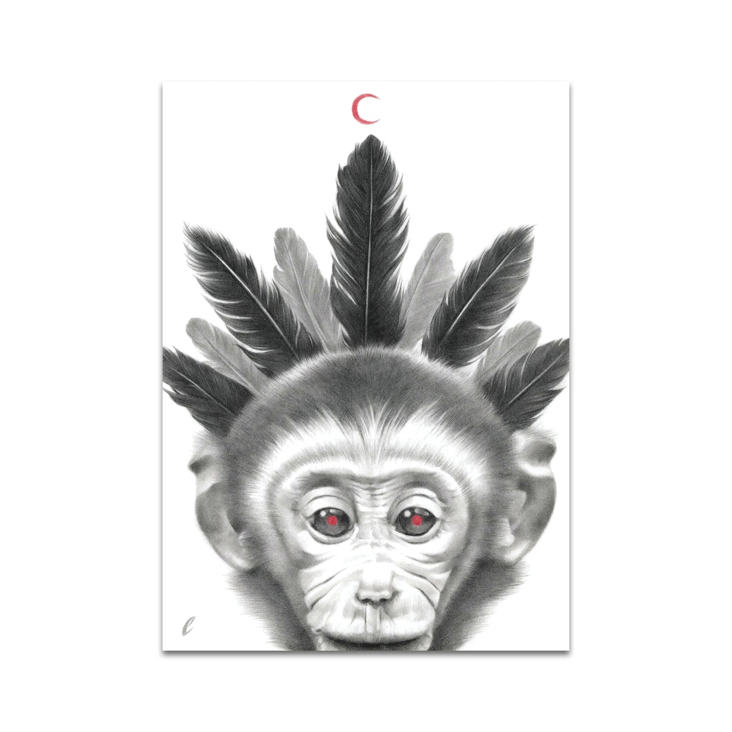 P9 - パラキッドポストカード1