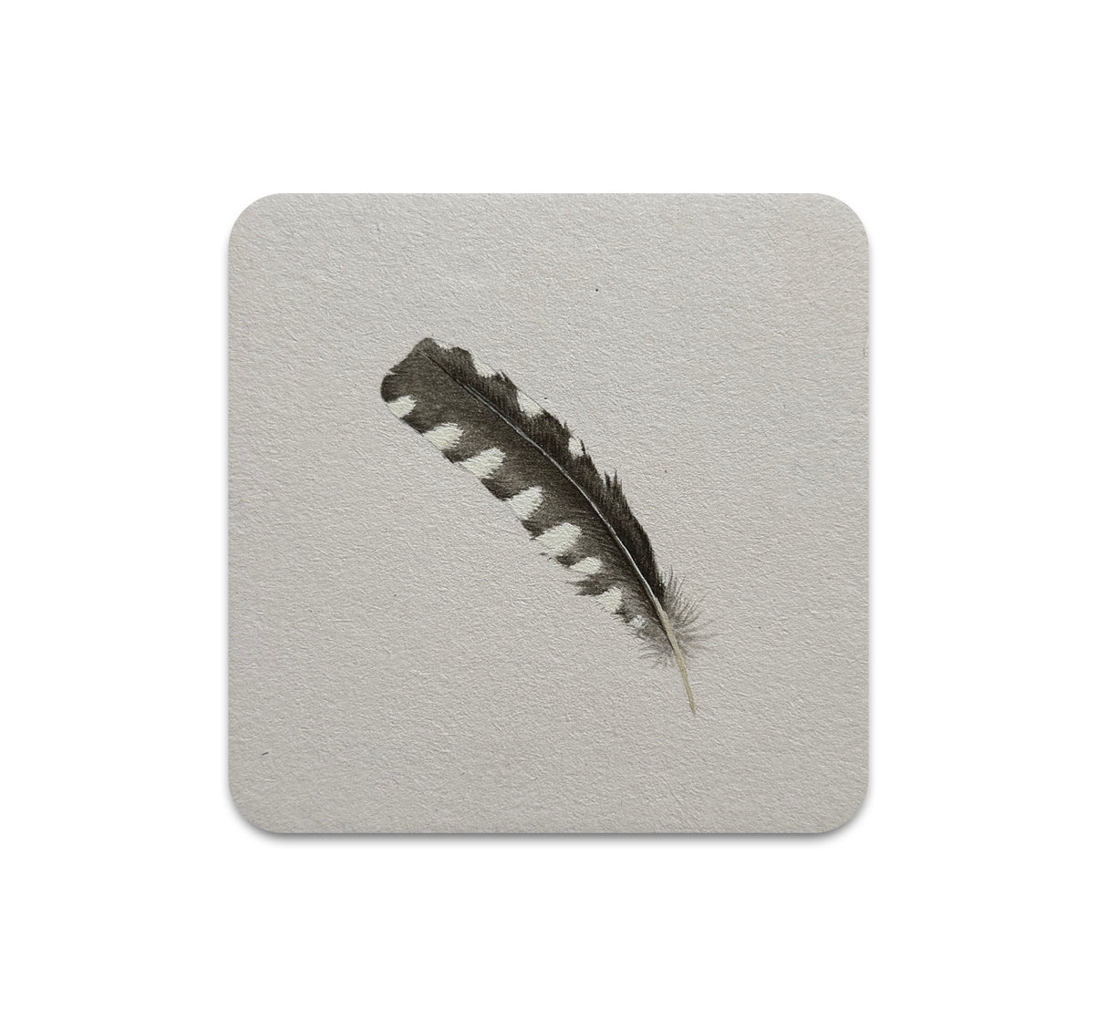 S11 Allison May Kiphuth - Coaster 1