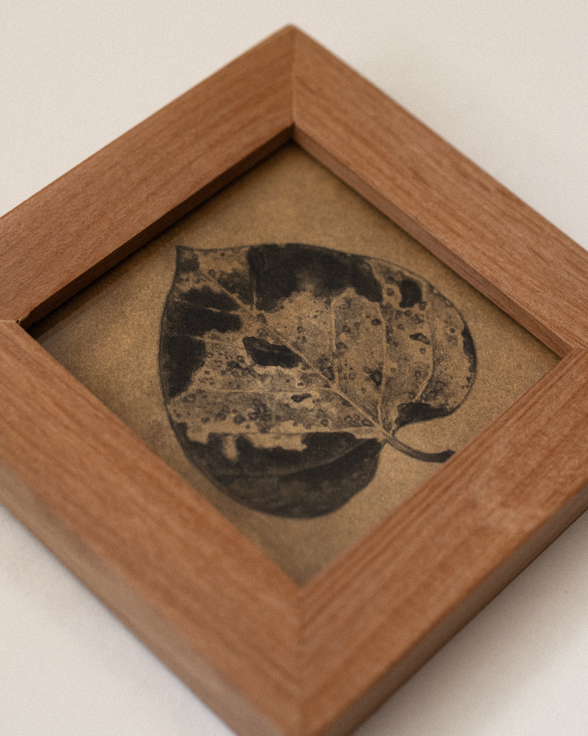 Teagan White - Reintegration (Cottonwood)