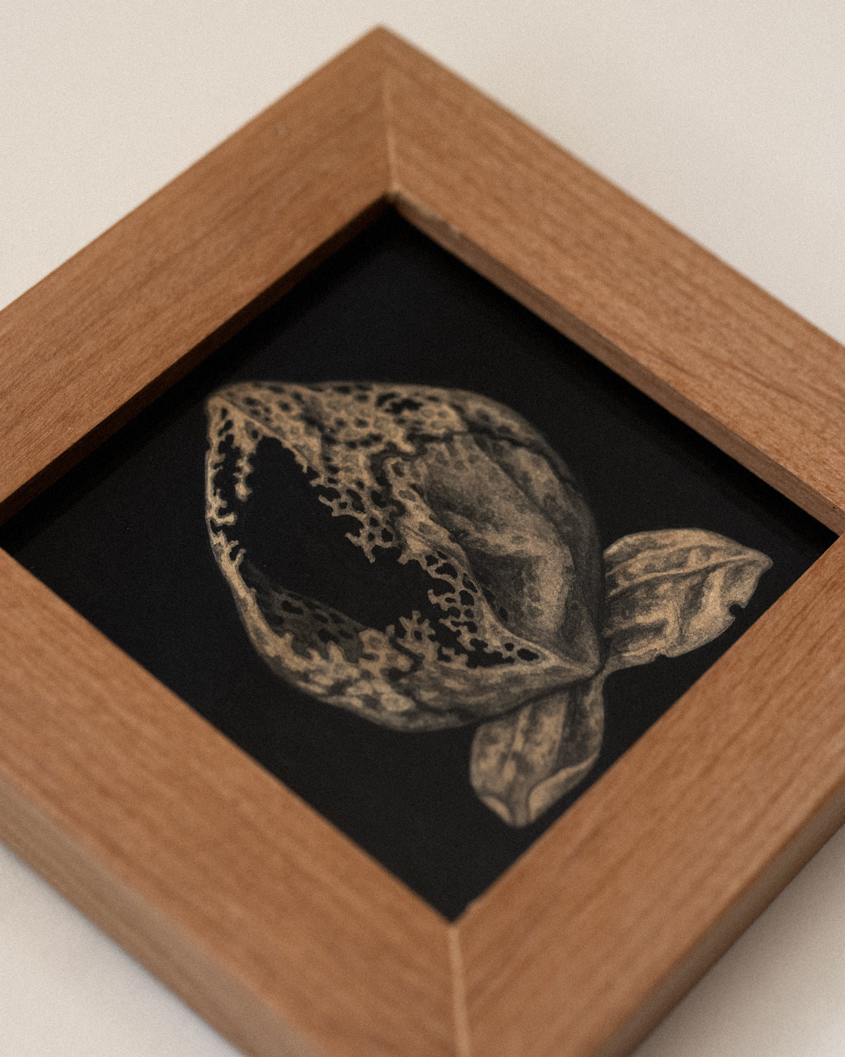 Teagan White - Reintegration (Pitcher Plant)