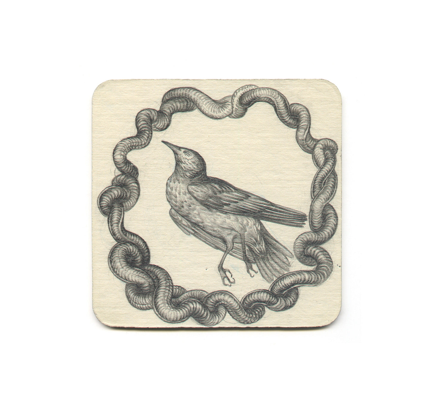 S1 Kora C. - Consume Coaster