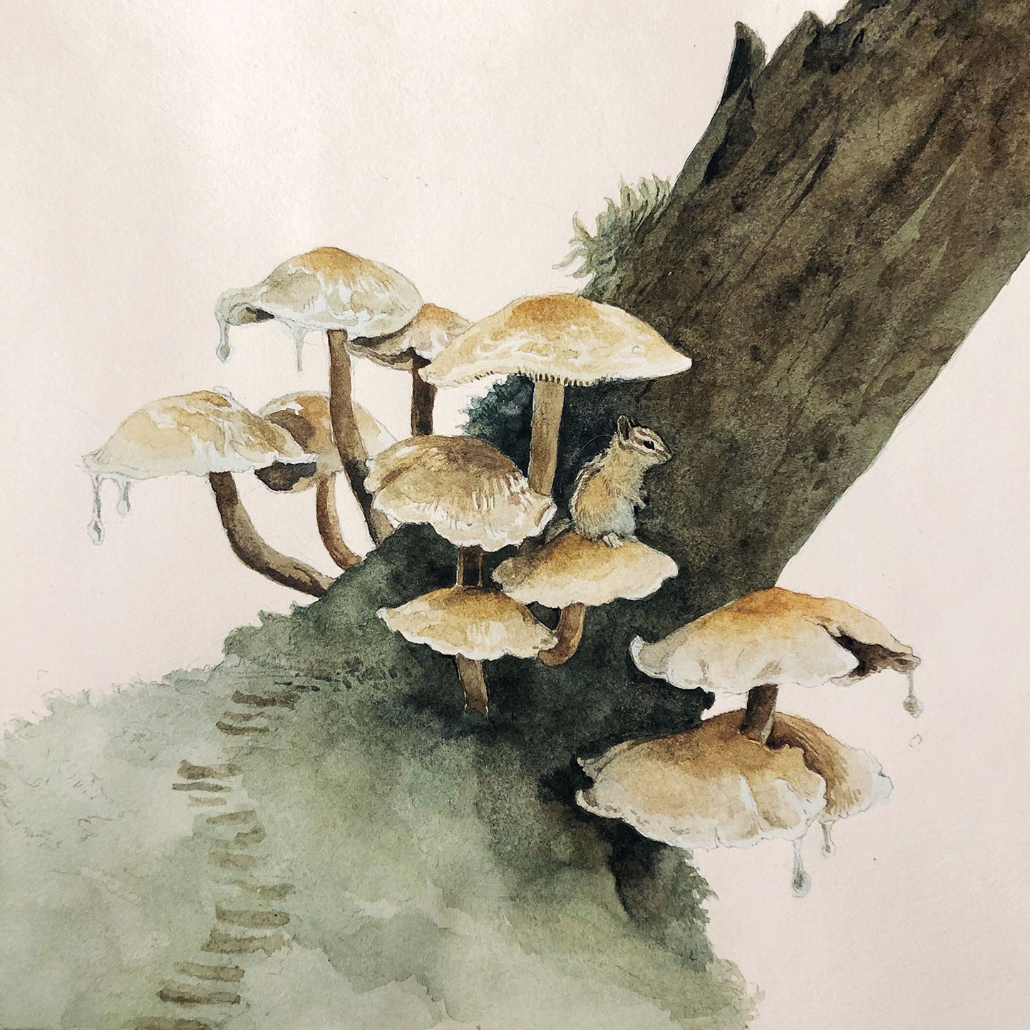 リリー・セイカ・ジョーンズ - 小さなシマリス