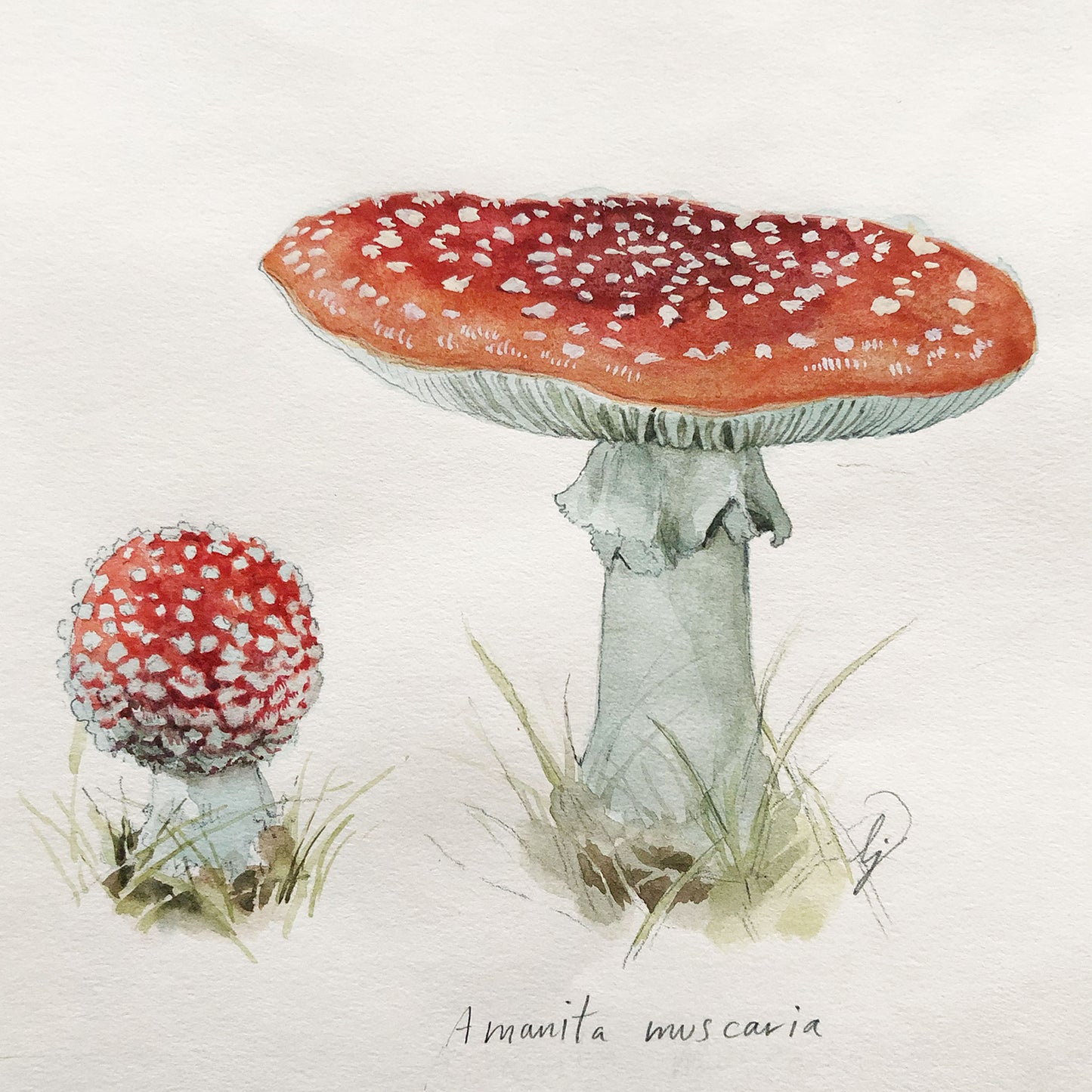 リリー・セイカ・ジョーンズ - 毒キノコの研究