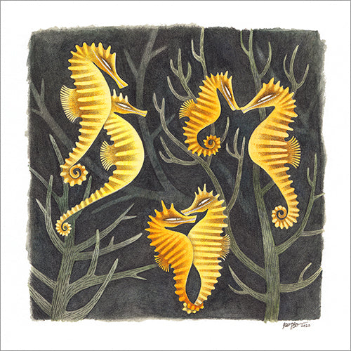 Kim Slate - Six Seahorses Print