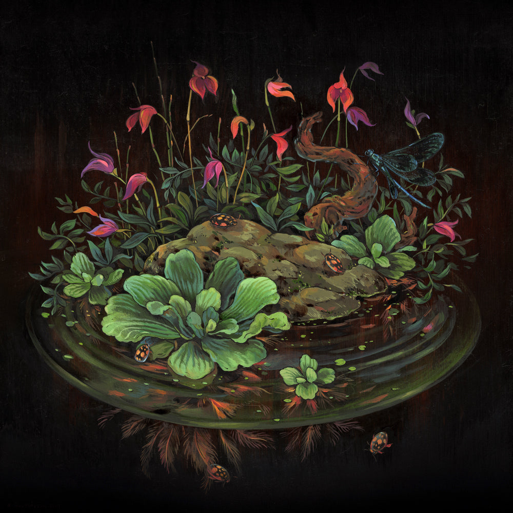 Nicole Gustafsson - Sunburst Diving Beetles