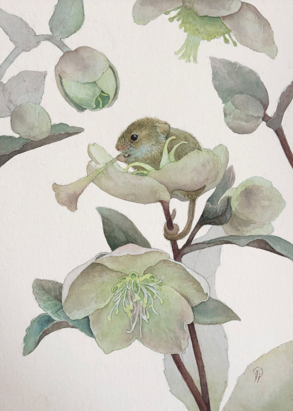 Lily Seika Jones - Hellebore