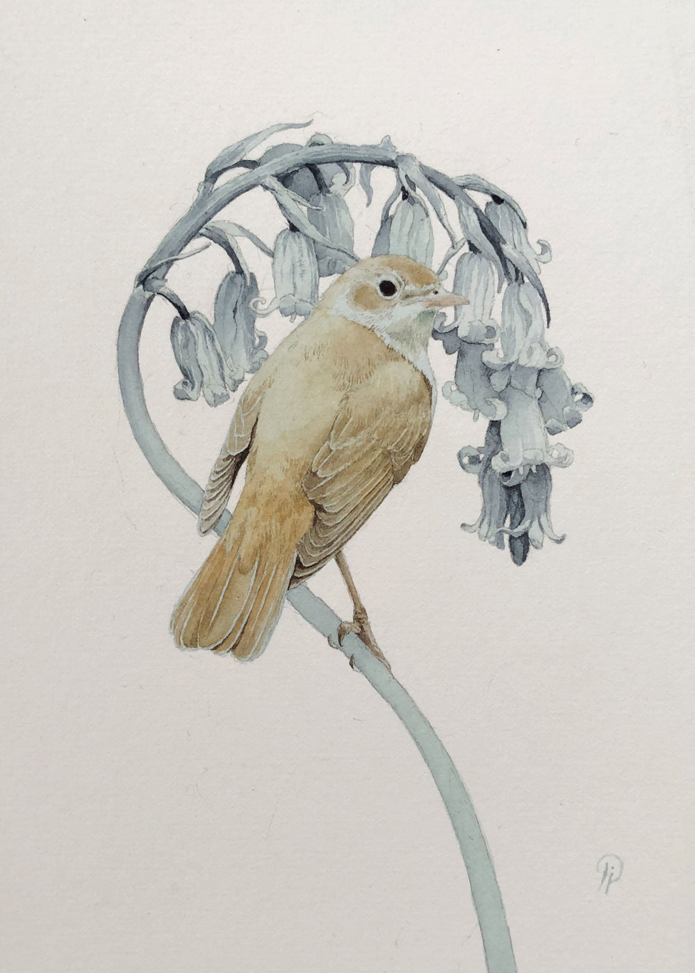 Lily Seika Jones - Was It a Vision