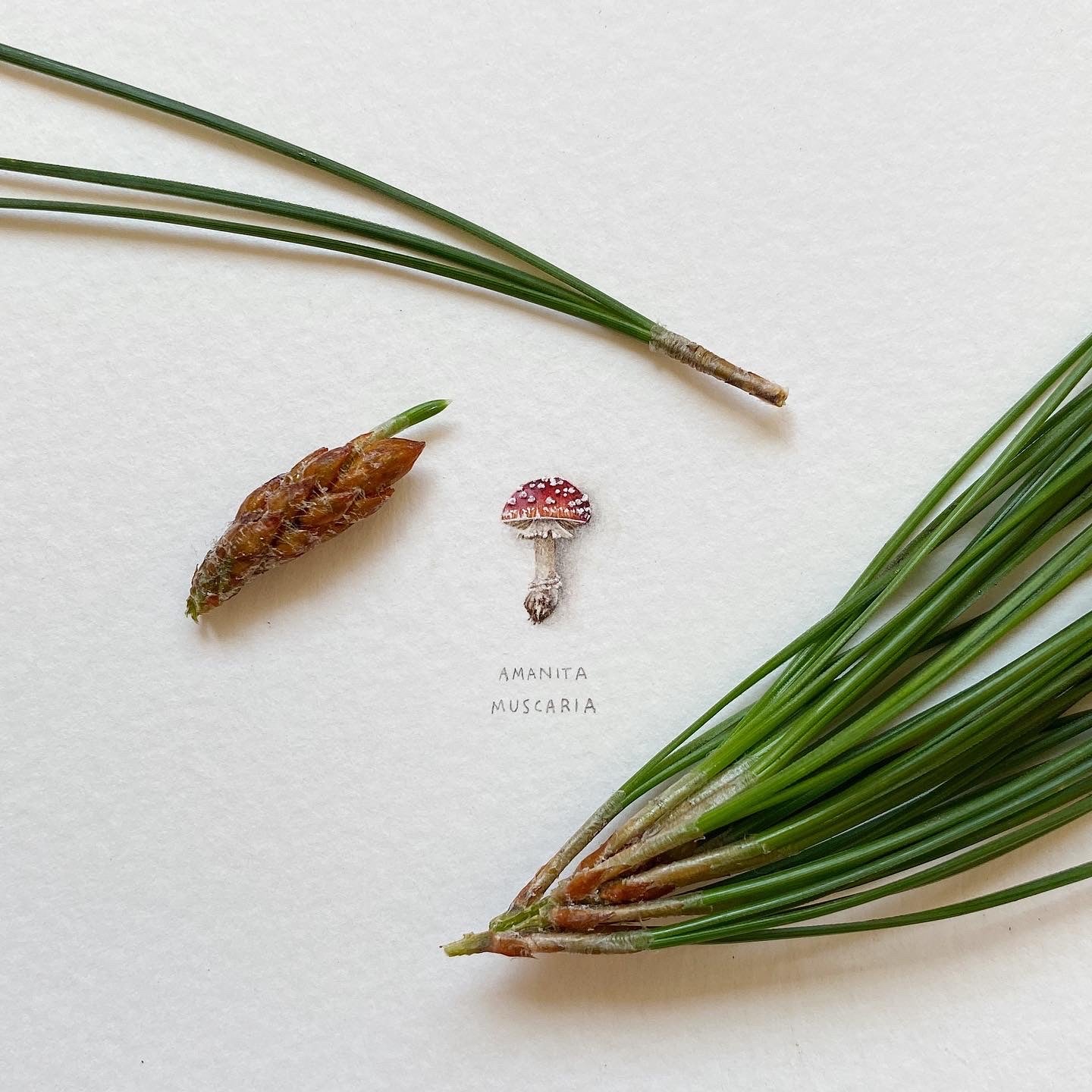 Lorraine Loots - Amanita Muscaria