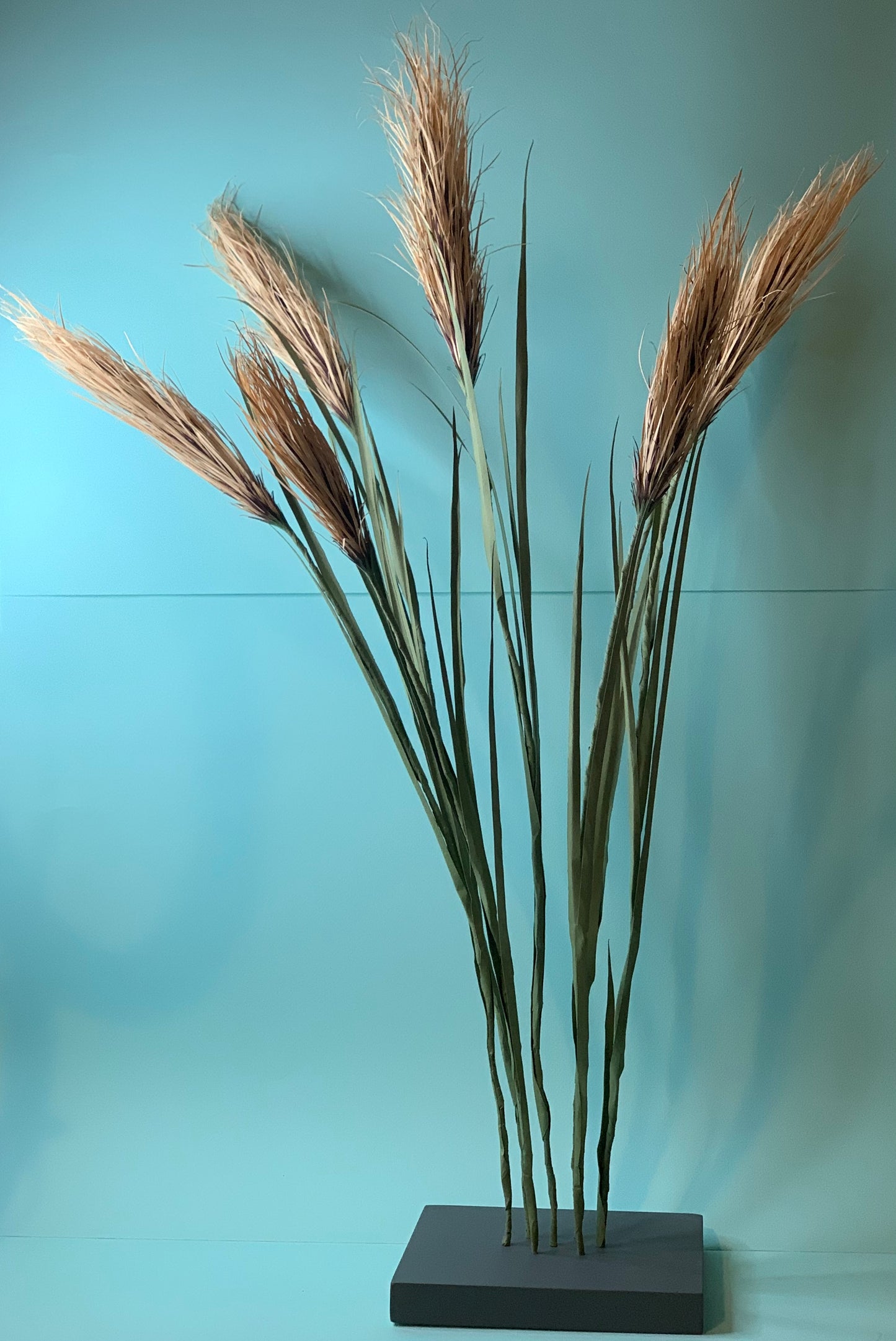 Cat Johnston - Pampas grasses