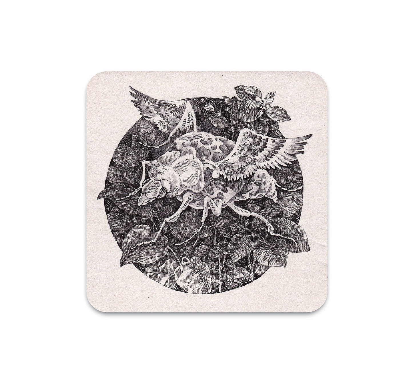 S4 Song Kang - 1 Coaster