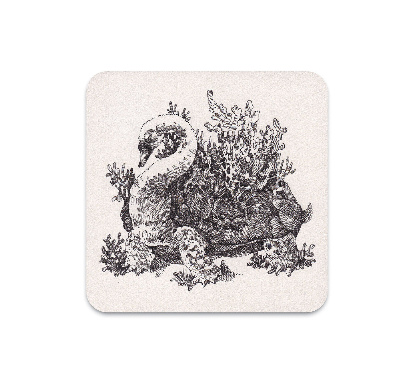 S4 ソン・カン - 2 コースター