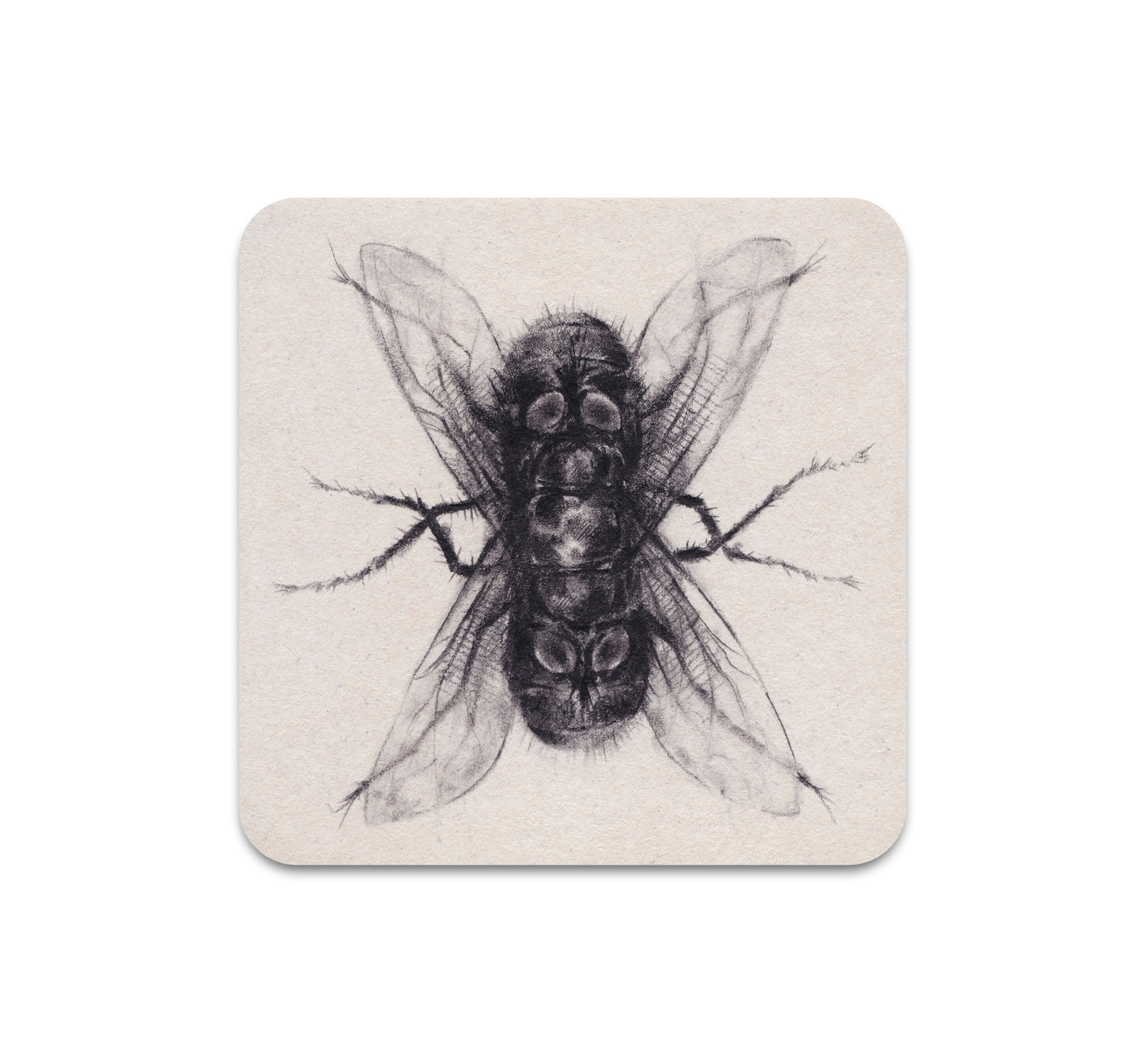 S7 Dusty Ray - Coaster 1