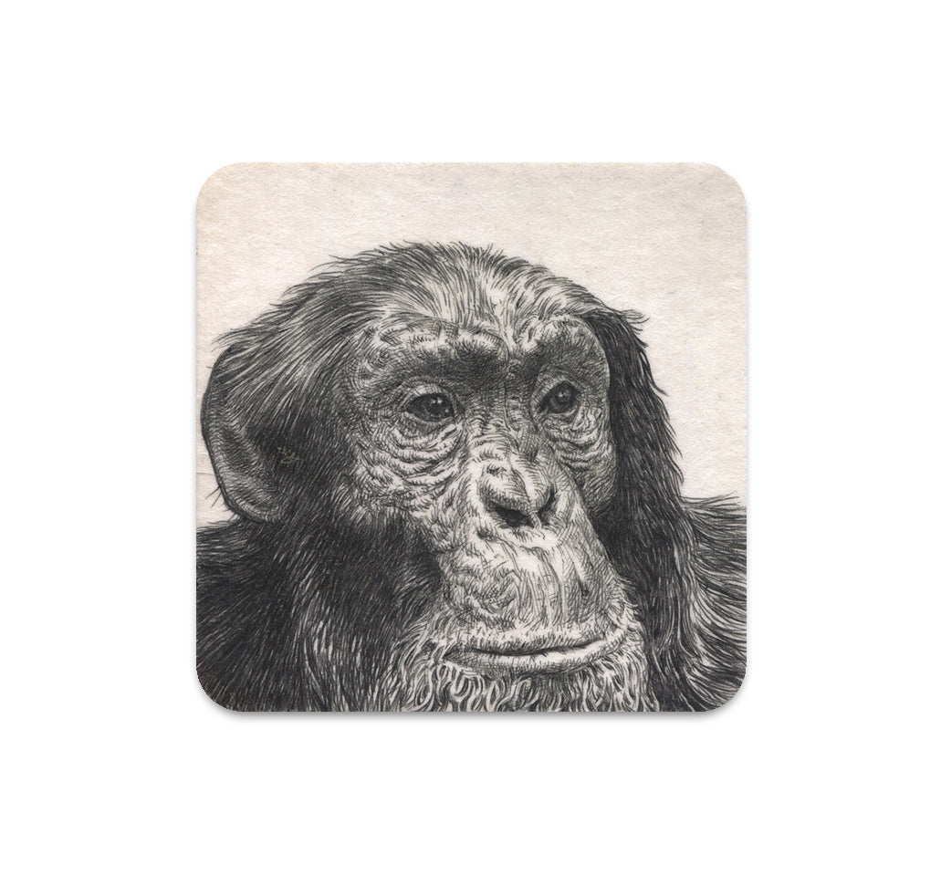 S5 グノパーク - コースター 1 台