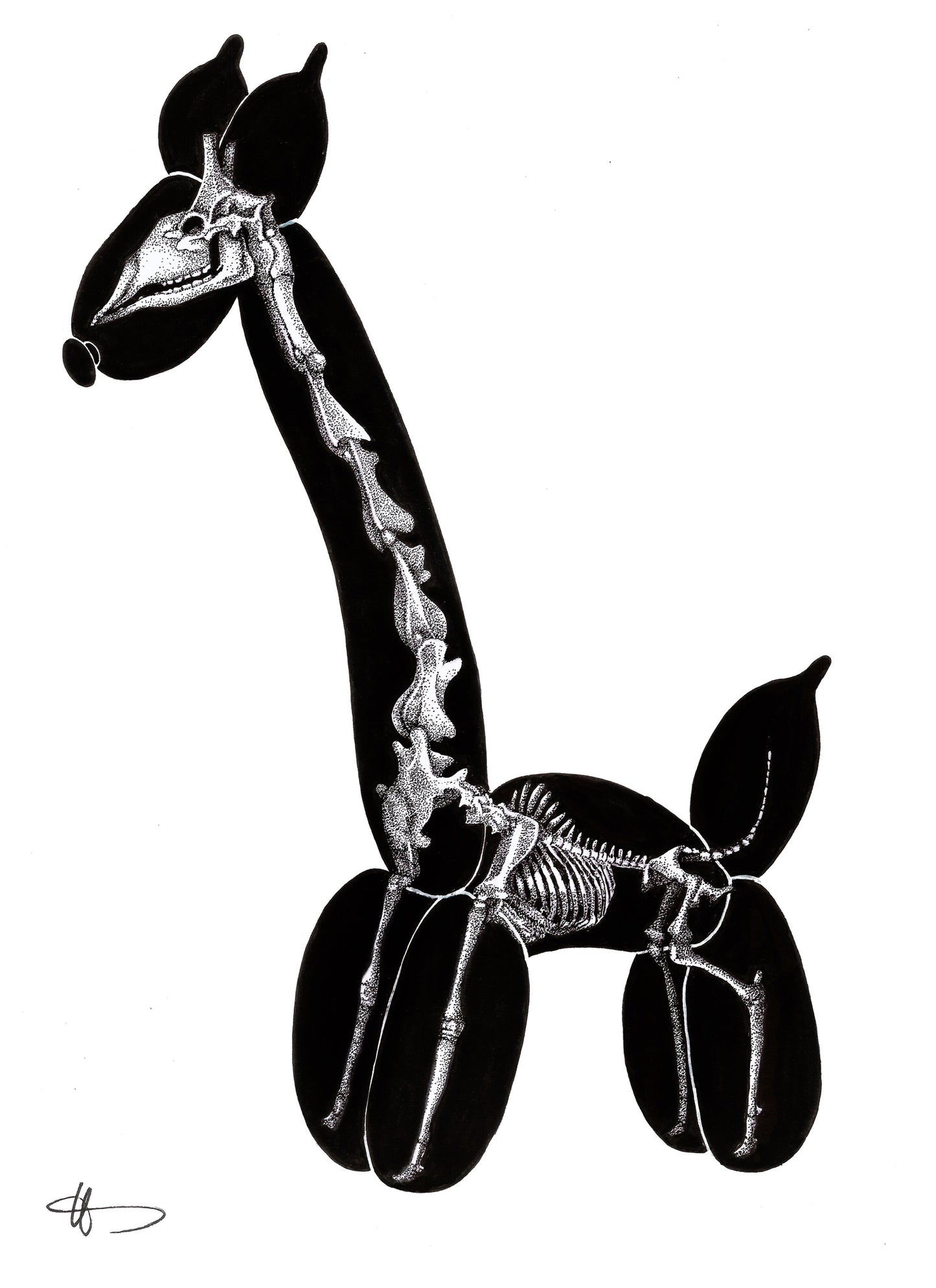 Ursula Doughty - X-ray