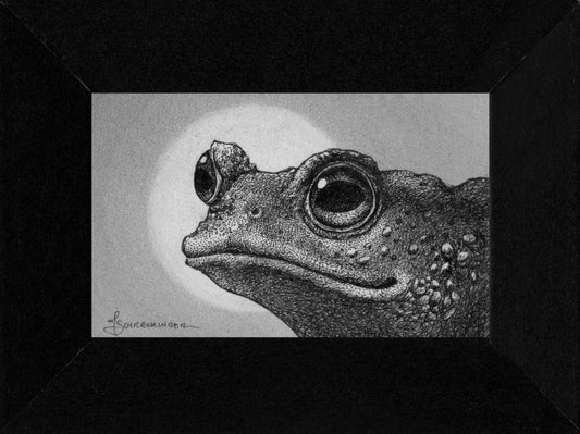 Juliet Schreckinger - Oak the Toad