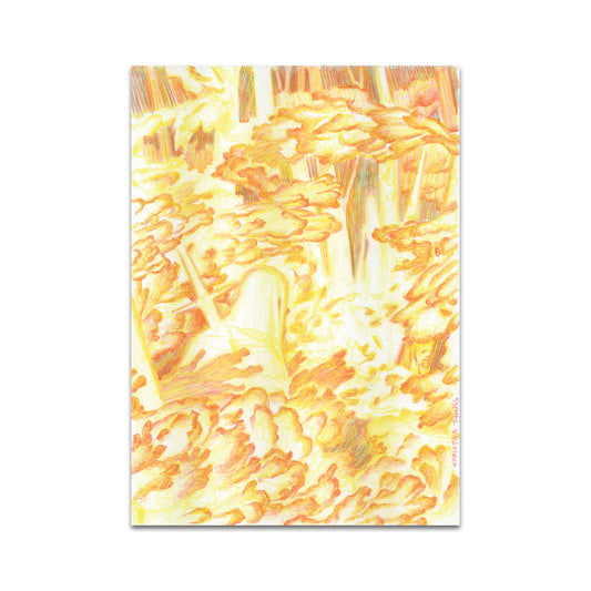 P9 - パラキッドポストカード1