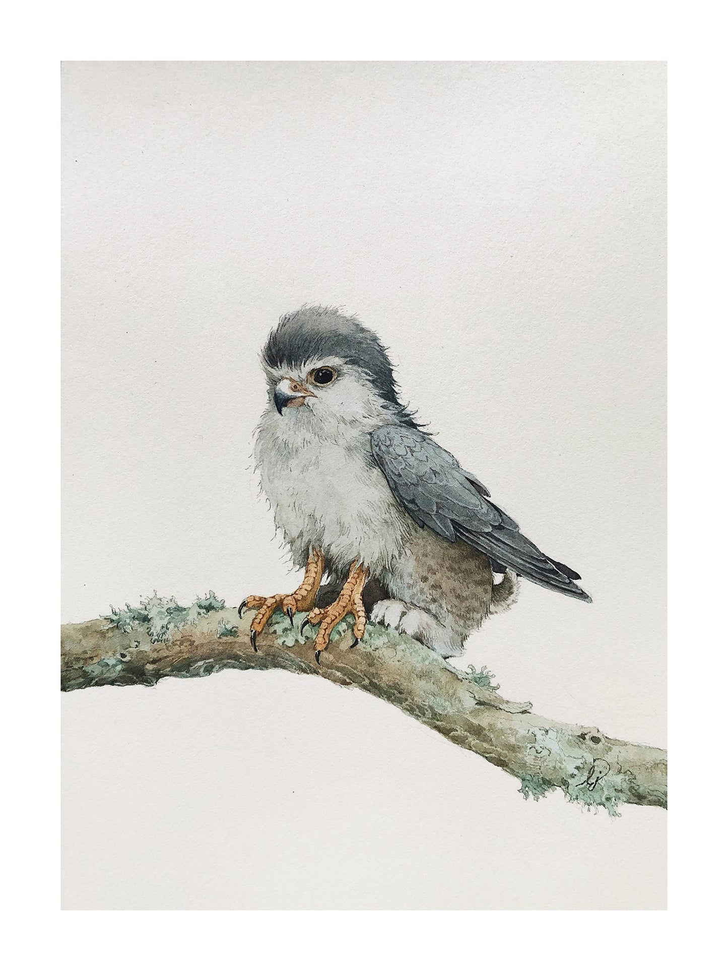 Lily Seika Jones - Griffin Print