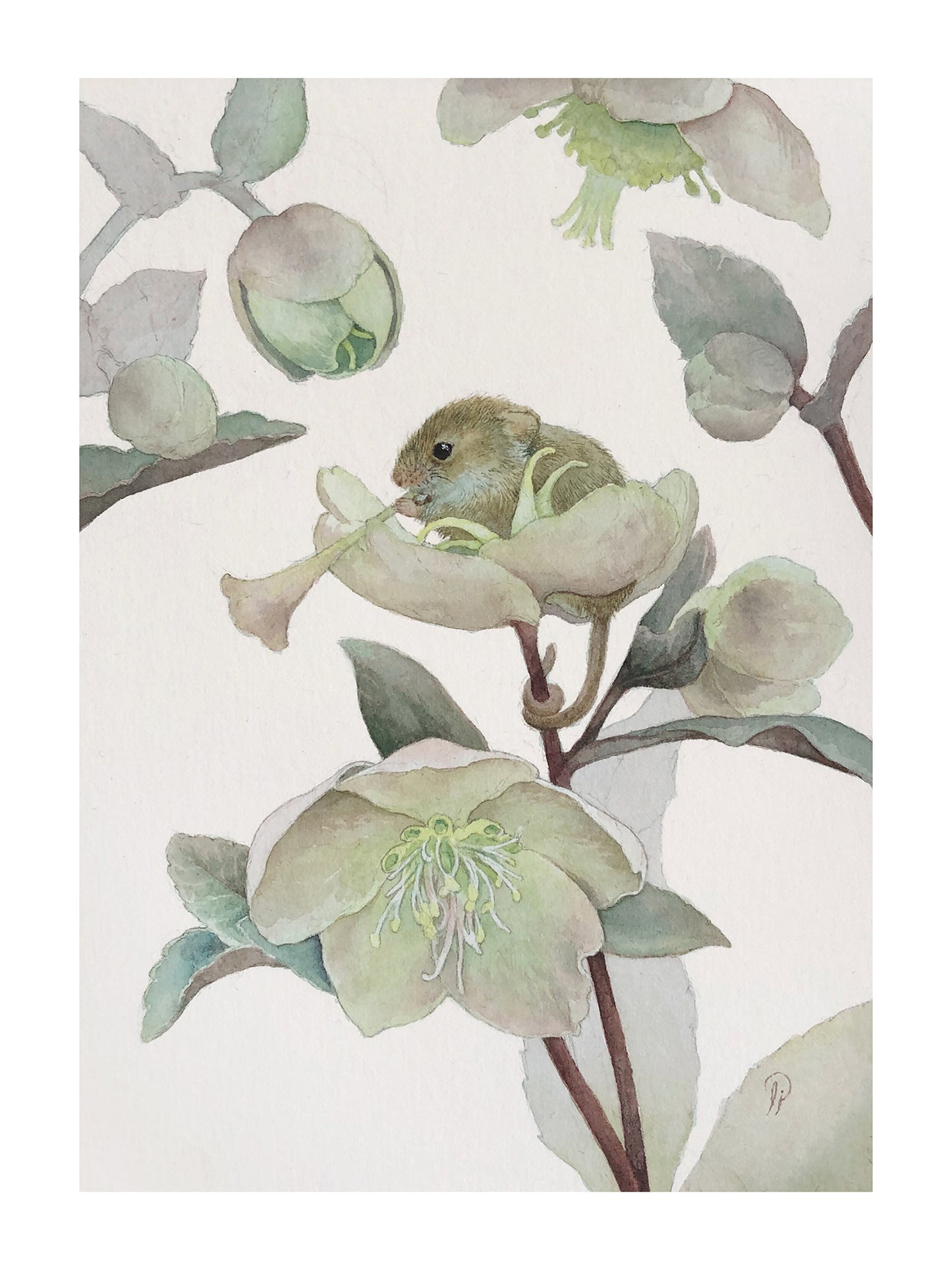 Lily Seika Jones - Hellebore Print