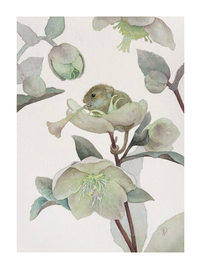 Lily Seika Jones - Hellebore Print