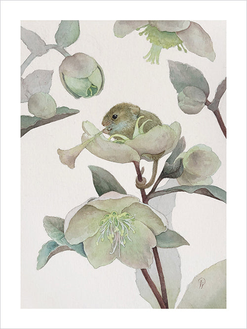 Lily Seika Jones - Hellebore Print