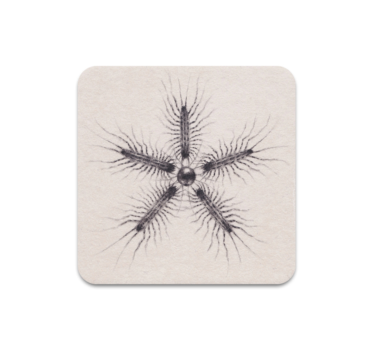 S10 Dusty Ray - Coaster 5