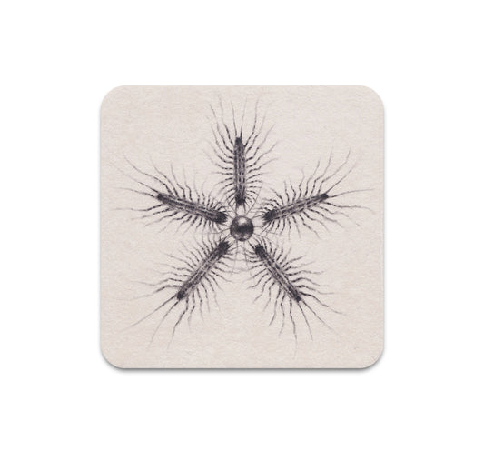 S10 Dusty Ray - Coaster 5