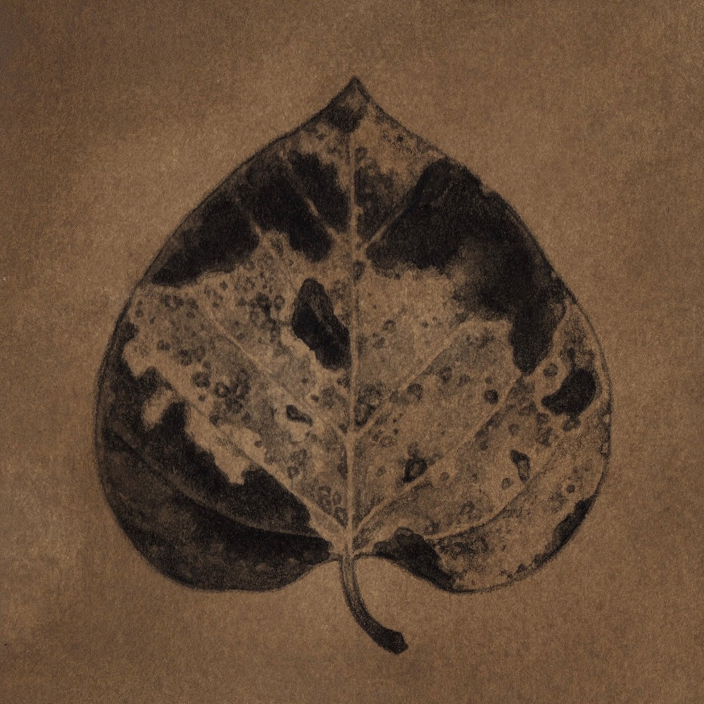 Teagan White - Reintegration (Cottonwood)