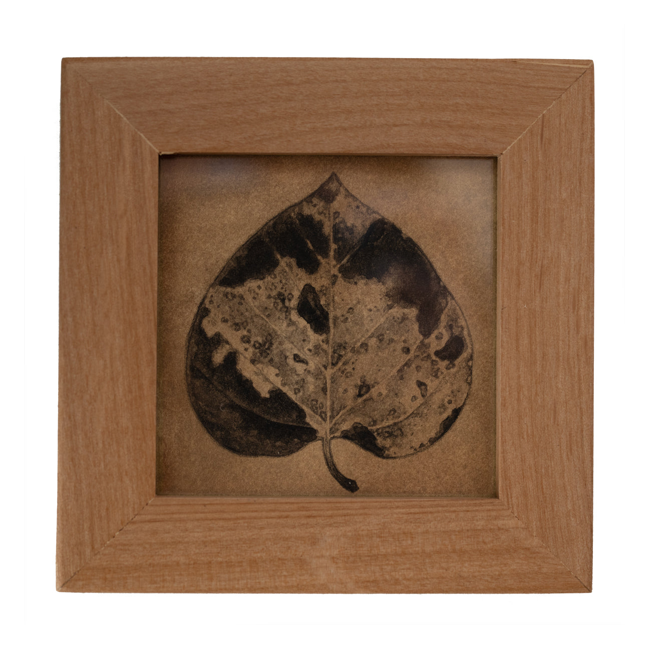 Teagan White - Reintegration (Cottonwood)