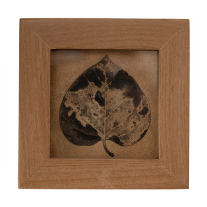 Teagan White - Reintegration (Cottonwood)