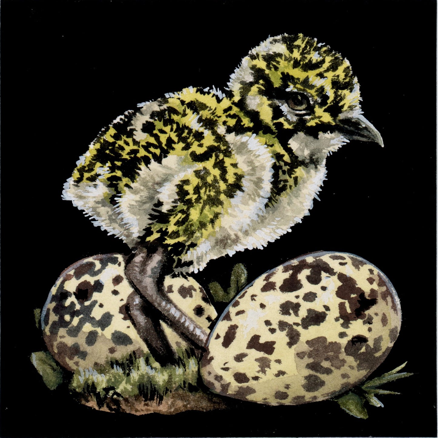 V. Steiner - Plover