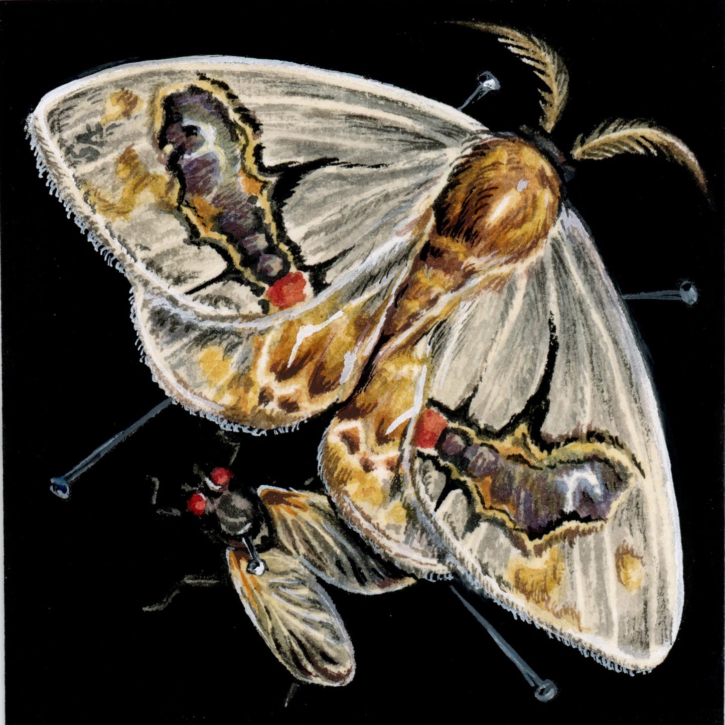 V. Steiner - Bird Poop Moth