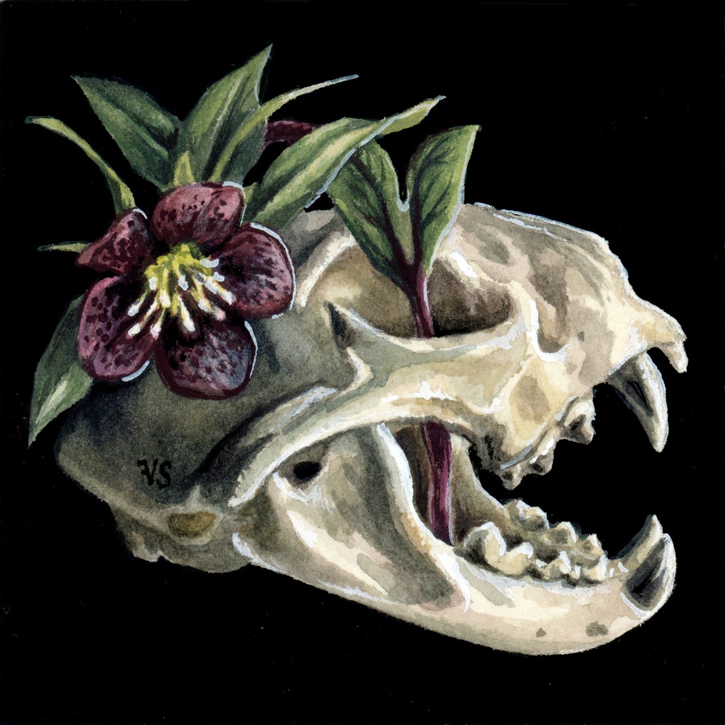 V. Steiner - Bobcat + Hellebores