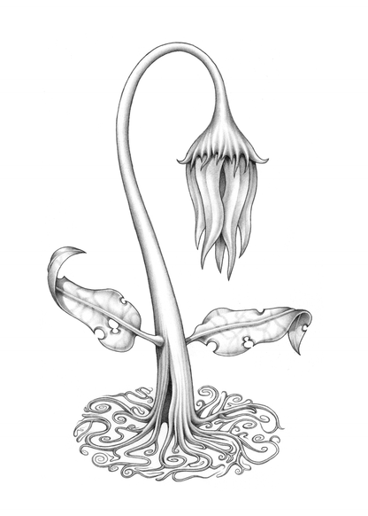 Jesse Fillingham - Wilt