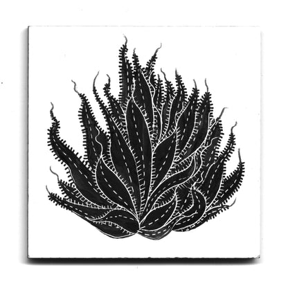 Cristina Bencina - Haworthia