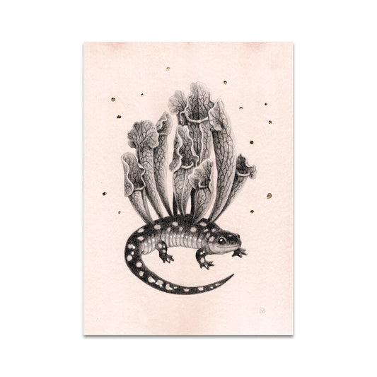 P5 Veronica Park - 3 Postcard