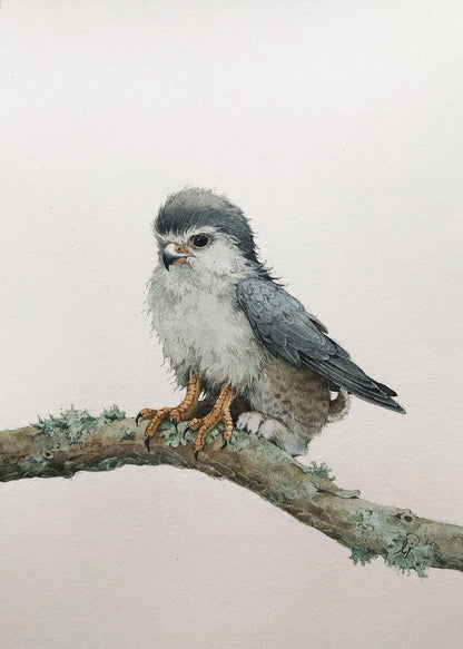 Lily Seika Jones - Griffin