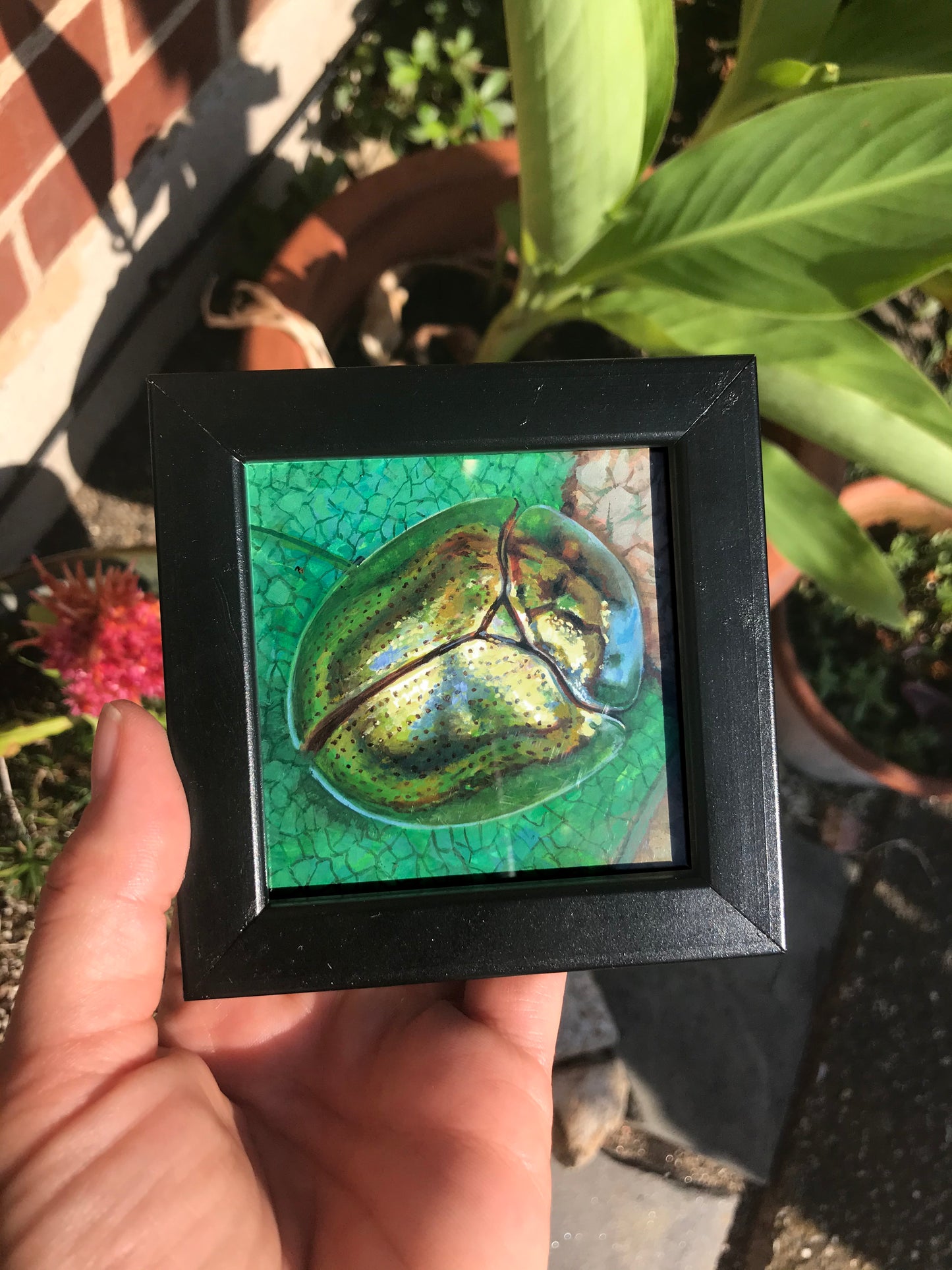 Tegan Bellitta- Golden Tortoise Beetle