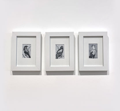 Bernard Lee - Secretary Bird